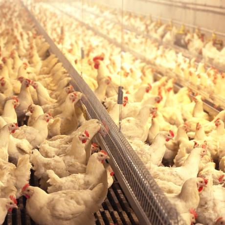 Breeder hen chain feeding system