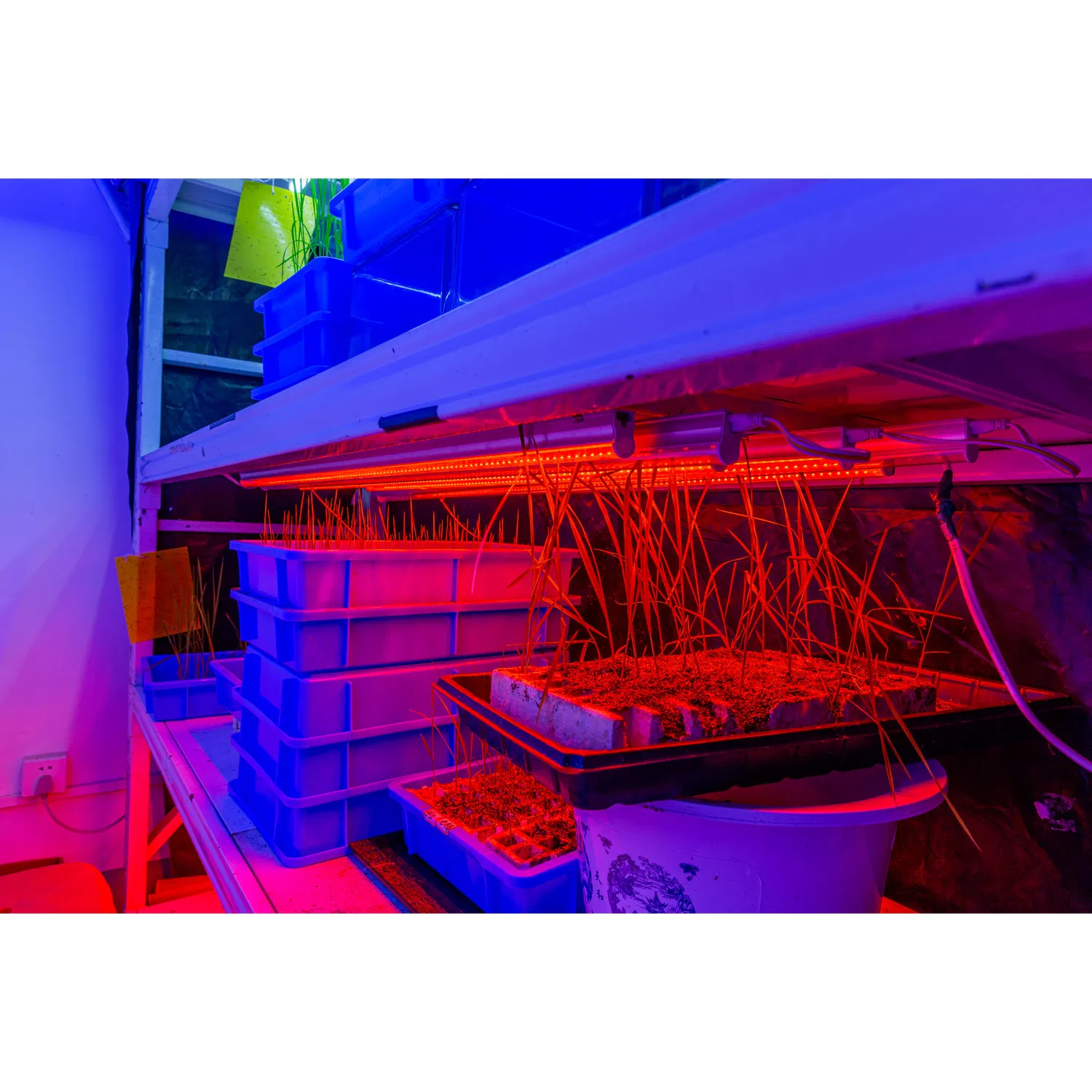 Agricultural High Power LED Grow Light Plant Tube Growth Lamp LED Full-Spectrum Imitation Sun for Indoor Farm Greenhouse Plant Growing Flower Lighting Coloring