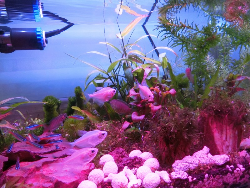 E27 360 Degrees 3W 5W 7W LED Plant Grow Light