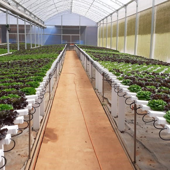 Nft Hydroponic Channel Greenhouse Vertical Farming System Zipgrow with Lights Vertical-Farming-Systems