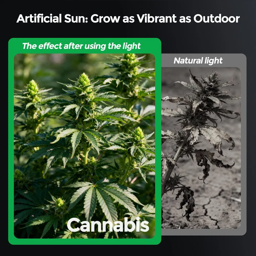 240W Full Spectrum LED Plant Grow Lamp with Rj14 Smart Dimming for Vegetable