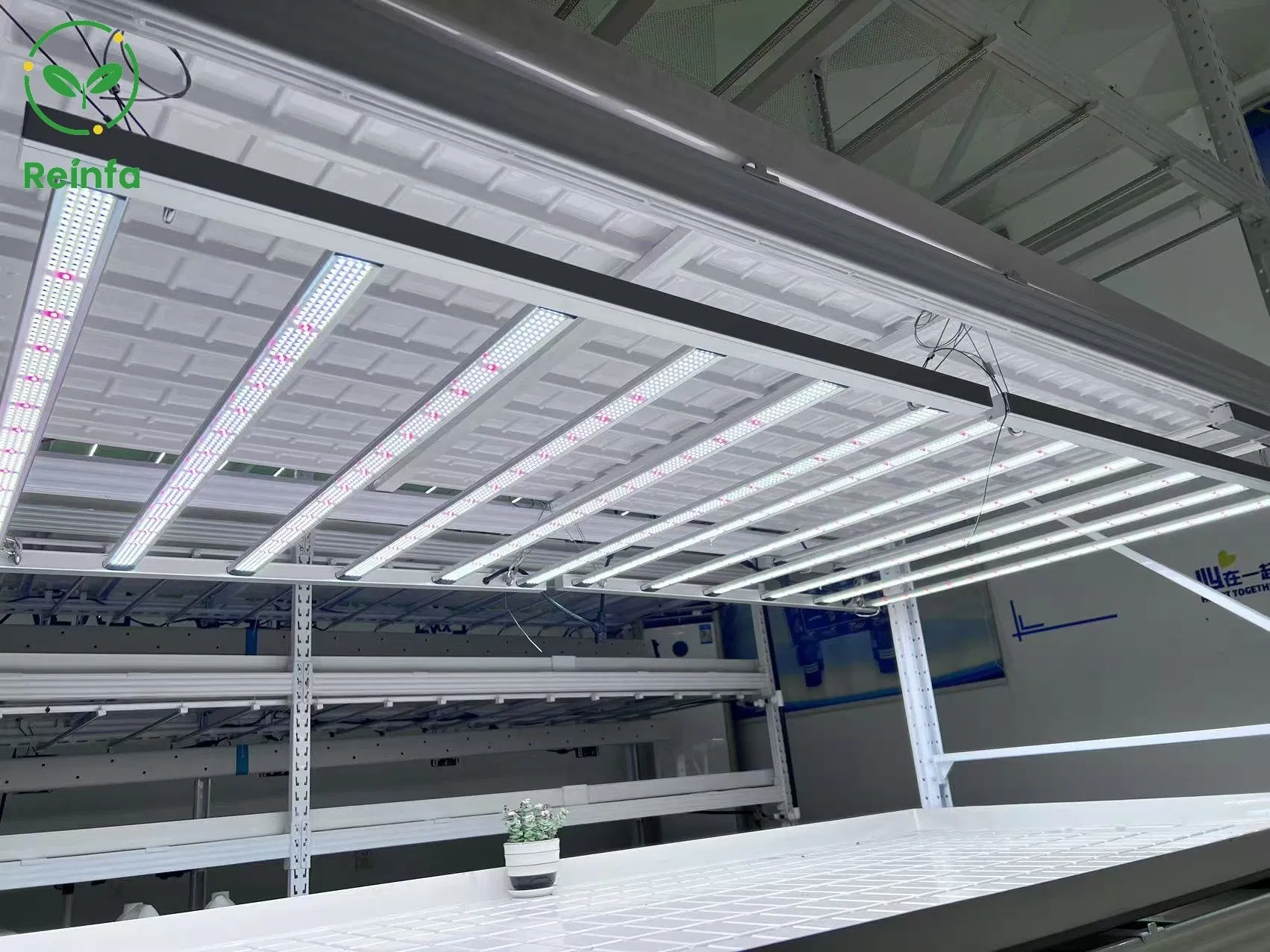 Reinfa High Quality Samsung Powered 650W Full Spectrum LED Grow Light for Indoor Plants