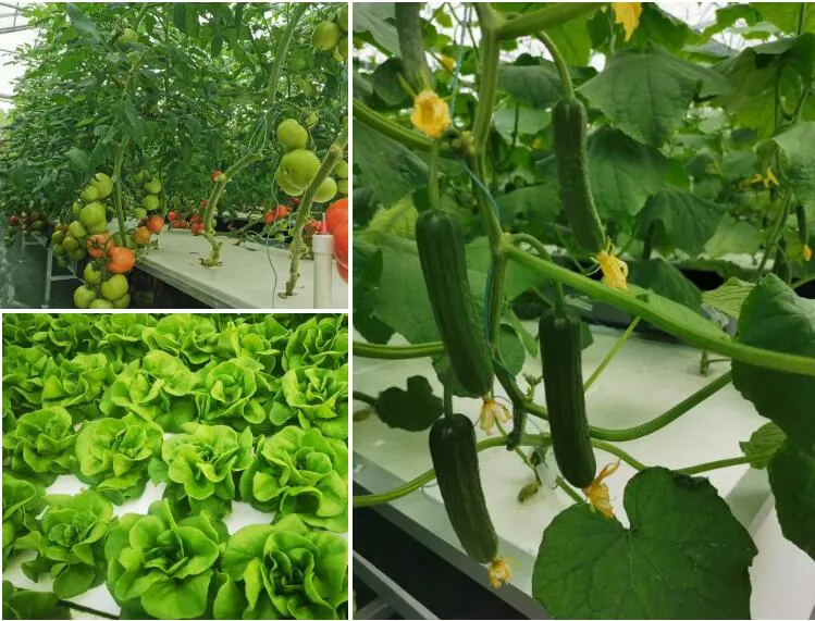 Hydroponic Project 2