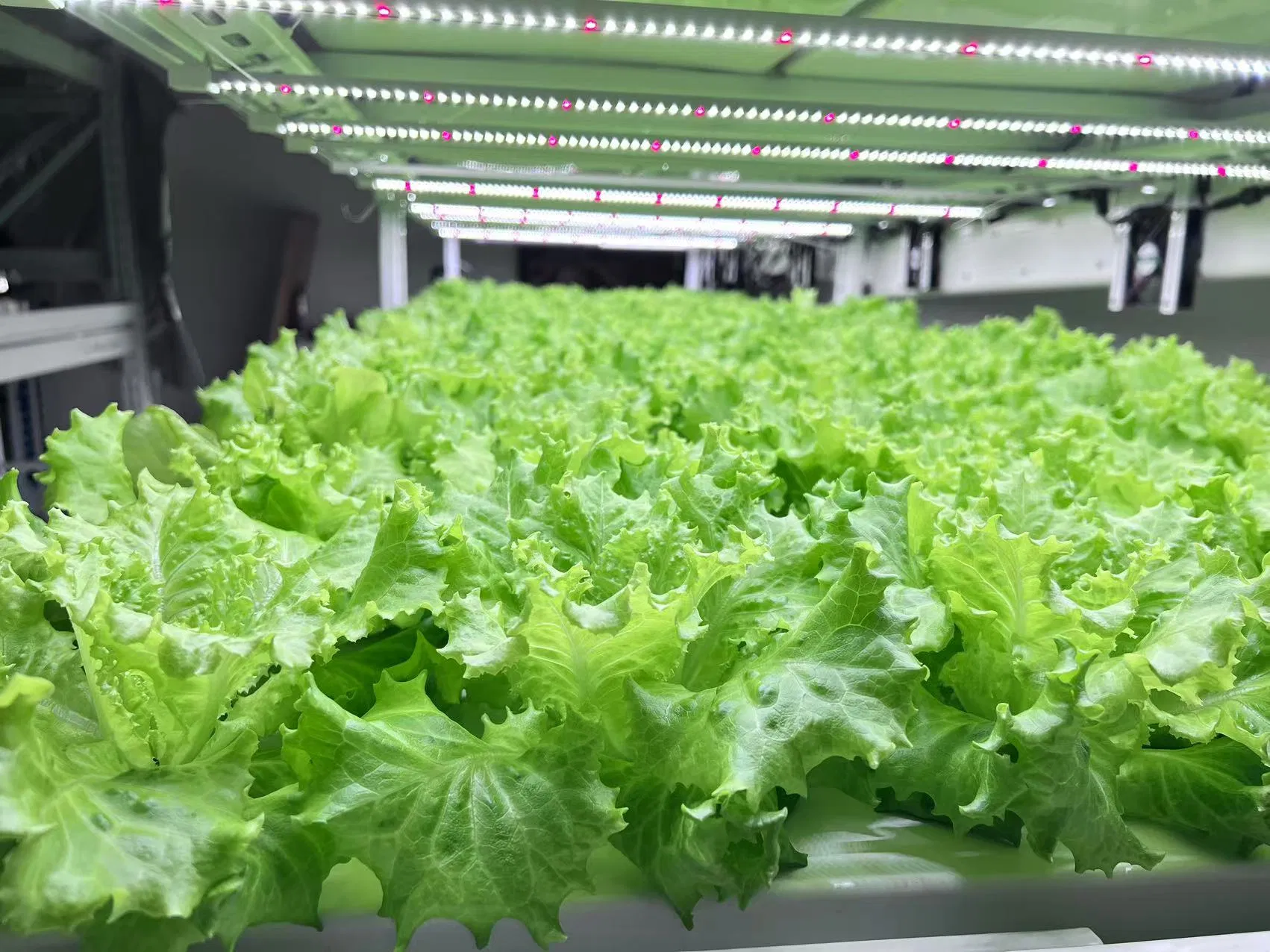 Automated Nft Hydroponic System Vertical Farming Kit with LED Light for Microgreens