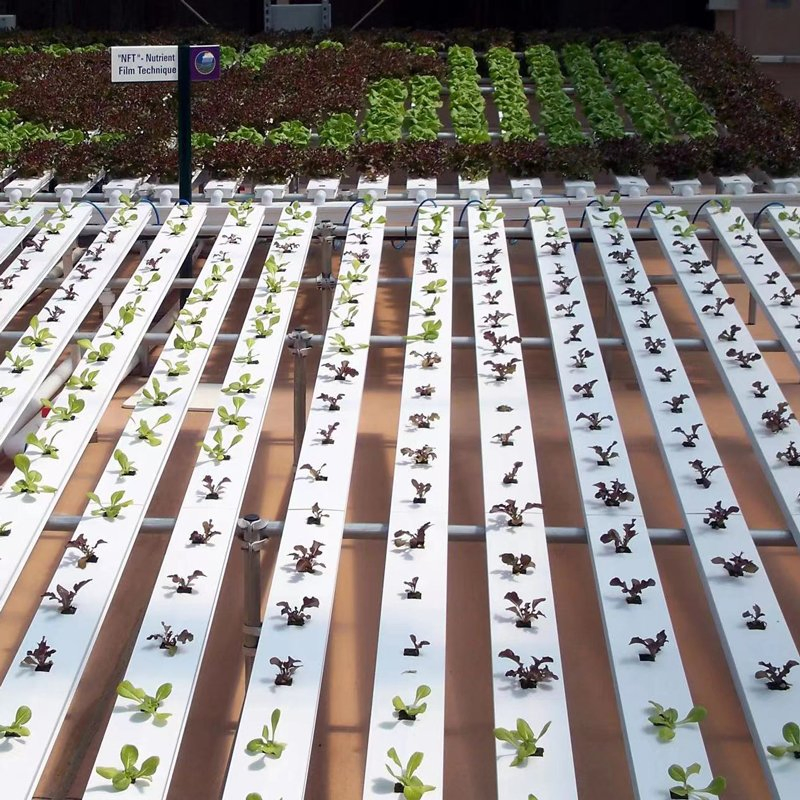 Nft Hydroponic Channel Greenhouse Vertical Farming System Zipgrow with Lights Vertical-Farming-Systems