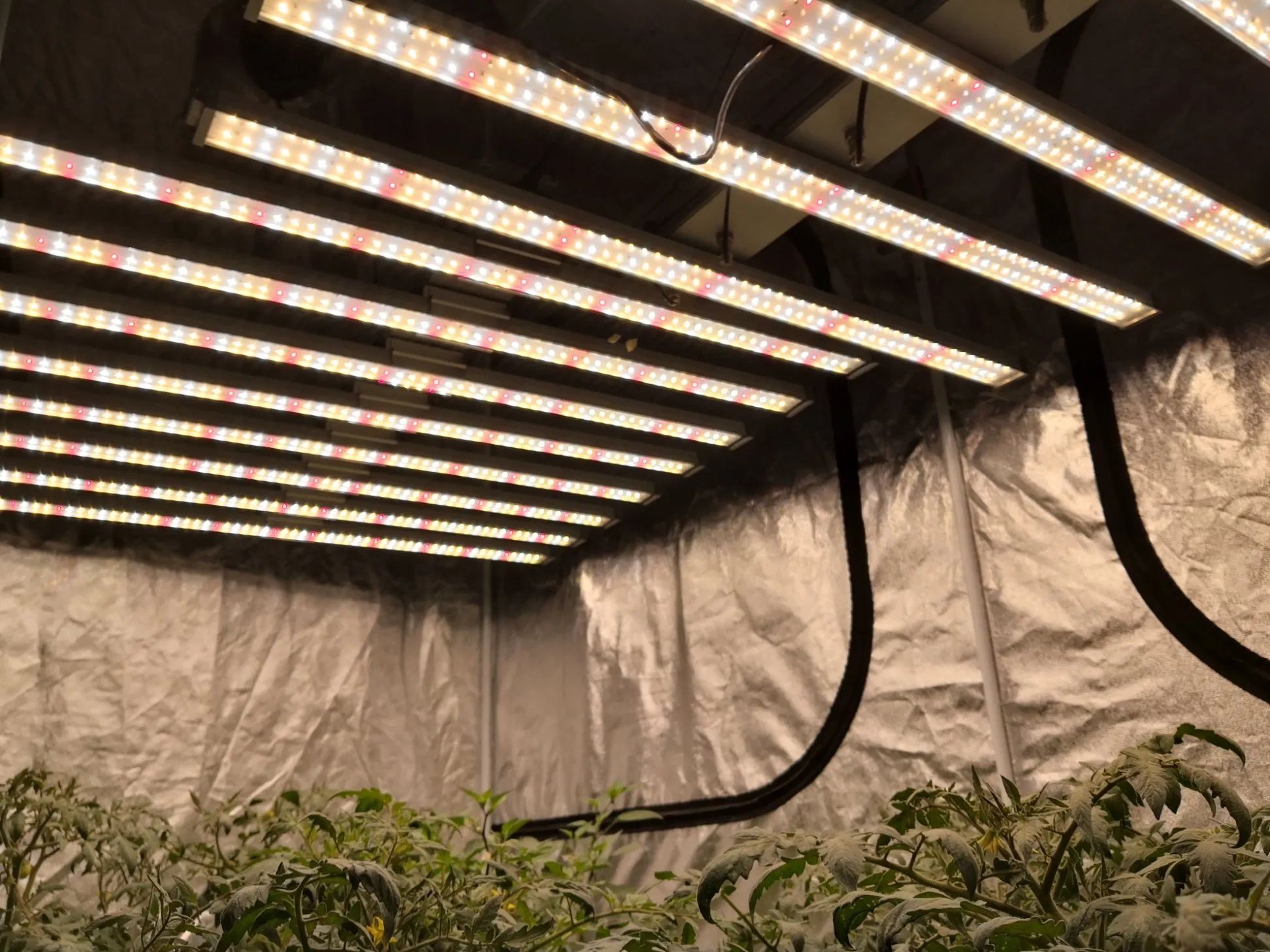 Wholesale 400W/600W/800W/1000W Greenhouse CREE Lights COB LED Grow Light