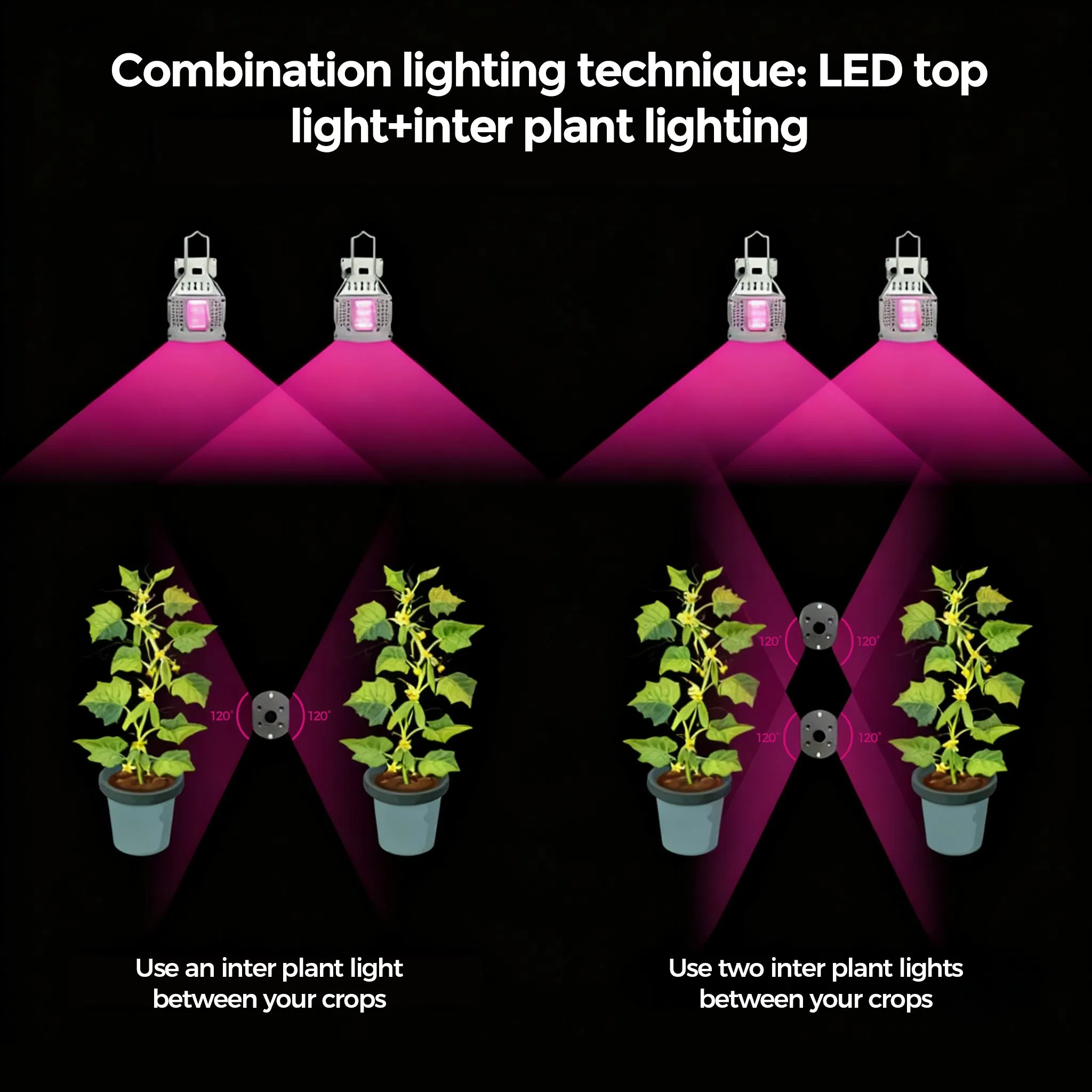 Vertical Inter-Canopy Supplemental LED Grow Light for Greenhouse Crops with Blue &amp; Red Spectrum