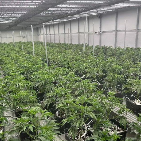 Mmj Full Spectrum LED V3 Grow Light Independent Switch 600W LED Ultraviolet Succulents Grow Light 6500K IR Red with 301h Evo Chips (EMC)