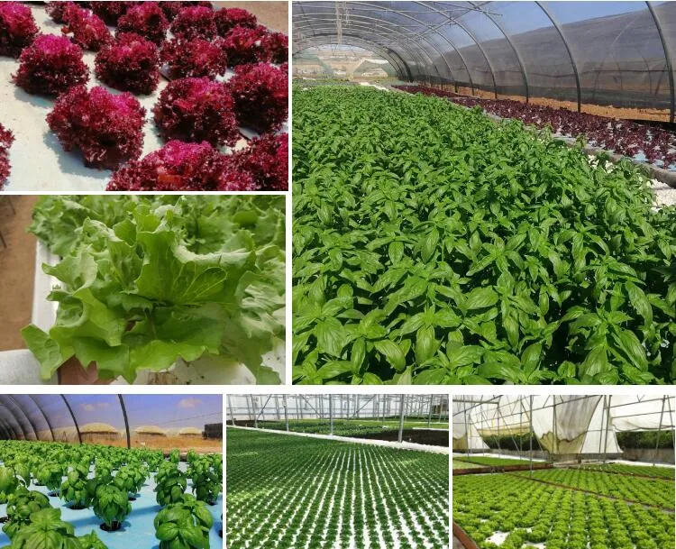 Hydroponic Project 3