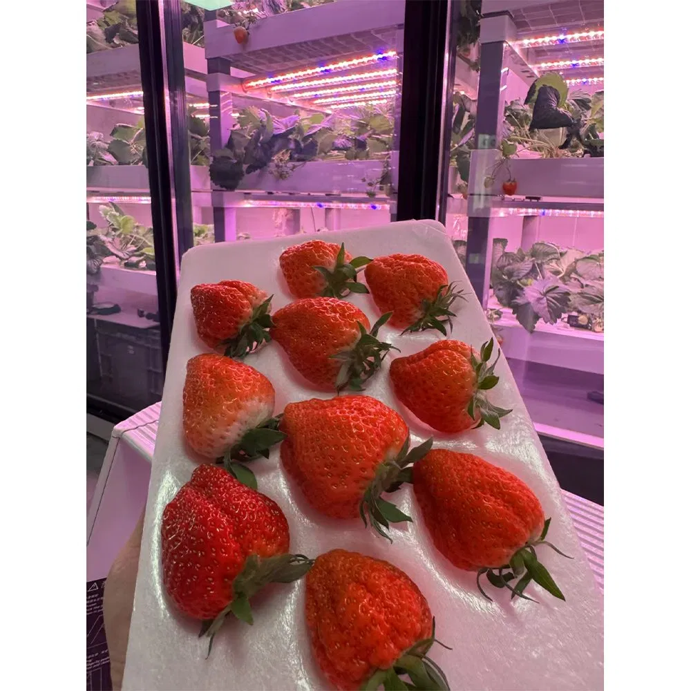 3-Tier Indoor Hydroponic Smart LED Vertical Farm Shenzhen LED Grow Light for Strawberry in Home