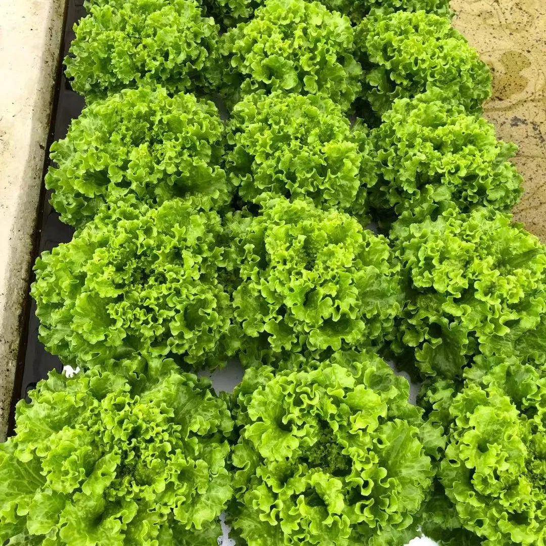 Hydroponic System Dwc Floating Raft Hydropon Grow System Vertical Farming Technology