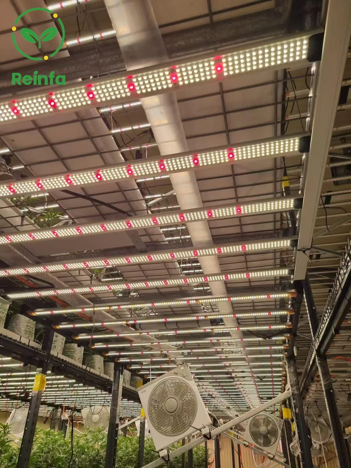 Advanced 650W LED Grow Light with UV &amp; IR for Greenhouse Cultivation