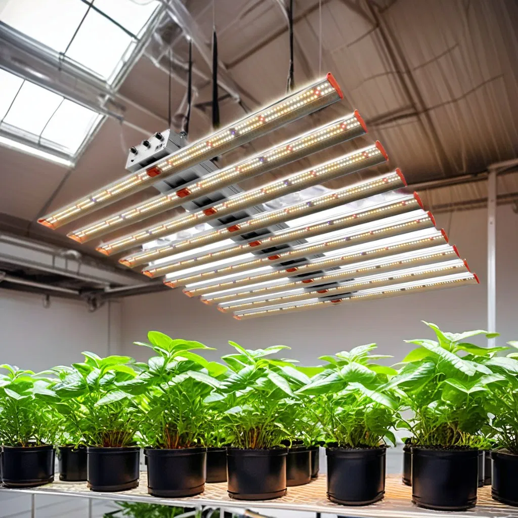 Factory Price Grow Lights Lm301h Grow Tent Hydroponic 240W Dragon Fruit LED Grow Light for Plants