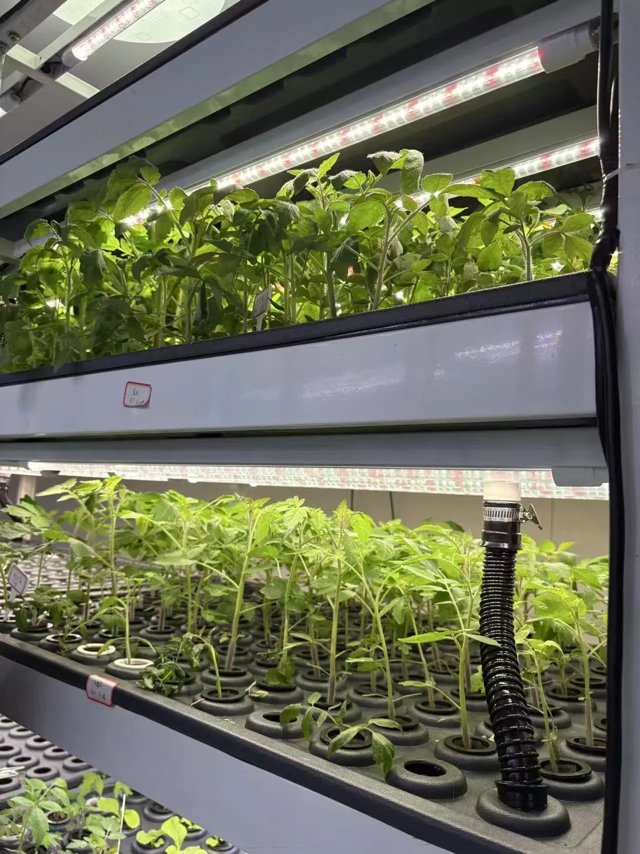 Agg Hydroponic Container System in Agricultural Greenhouse for Cucumber/Lettuce/Cherry/Tomato/Flower/Herb/Medical Plant Growing