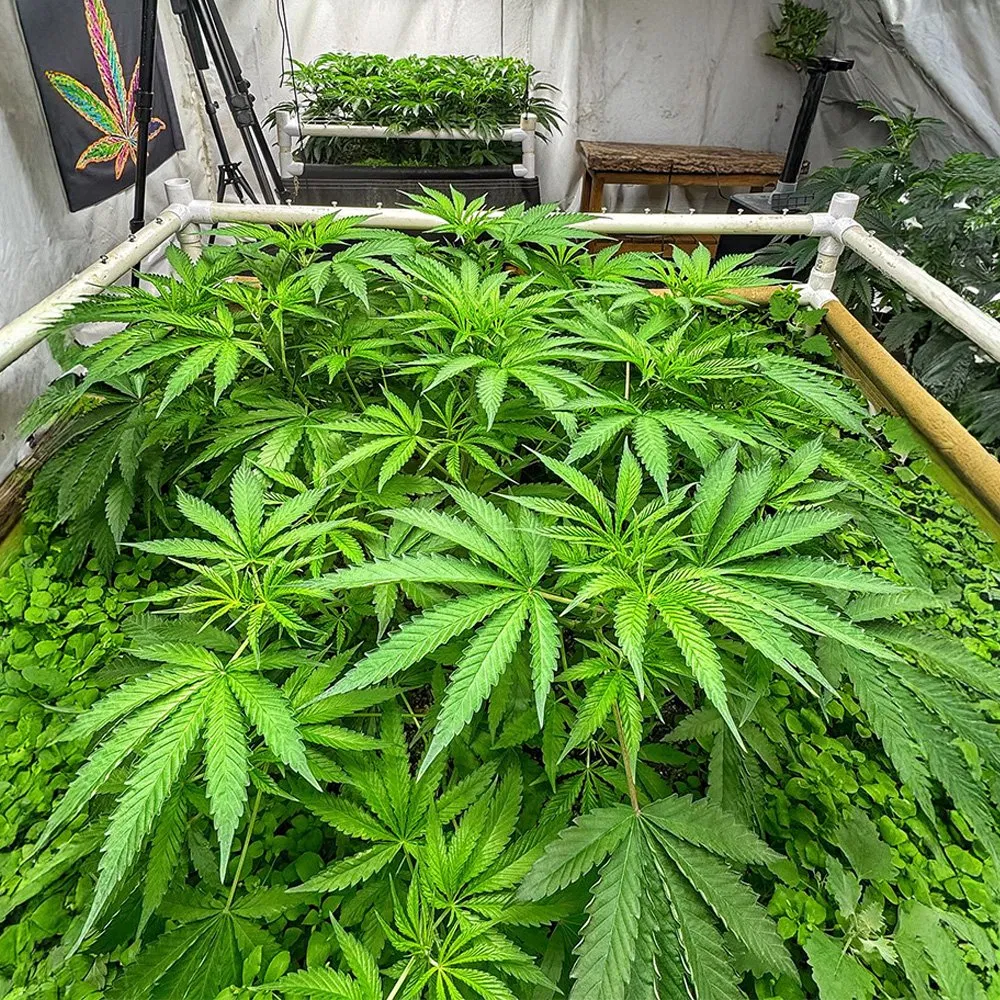 1100W Commercial LED Grow Light with 10 Bars, 0-10V &amp; Rj14 Dimming, Full Spectrum with UV &amp; IR for Greenhouse Cultivation