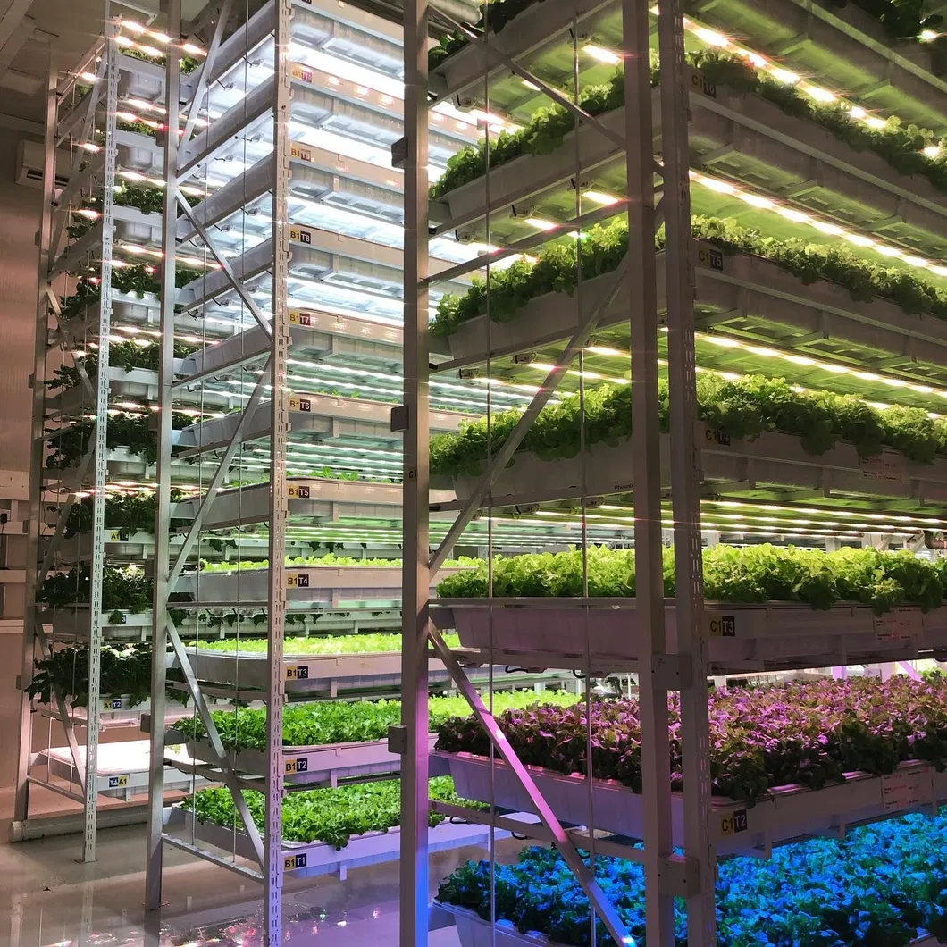 Hydroponic Project 6