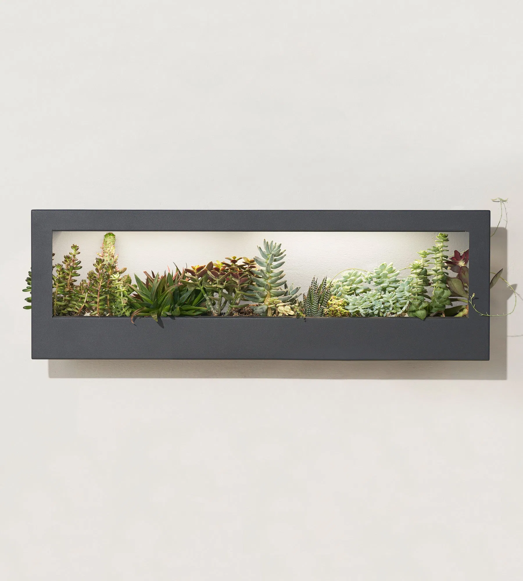 Wall Hang Smart Landscape Growframe Succulent with LED Grow Light.