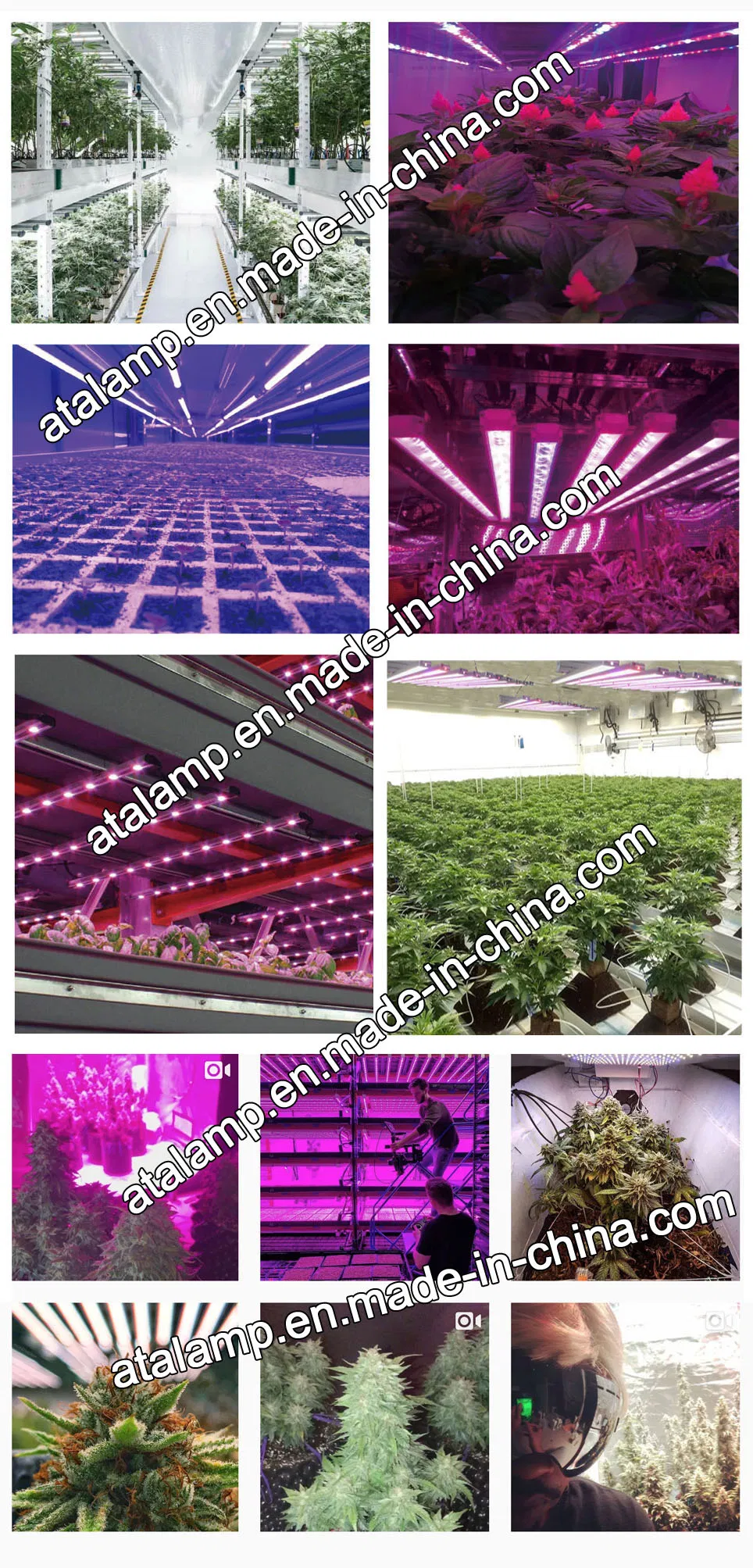 Grow Light Application