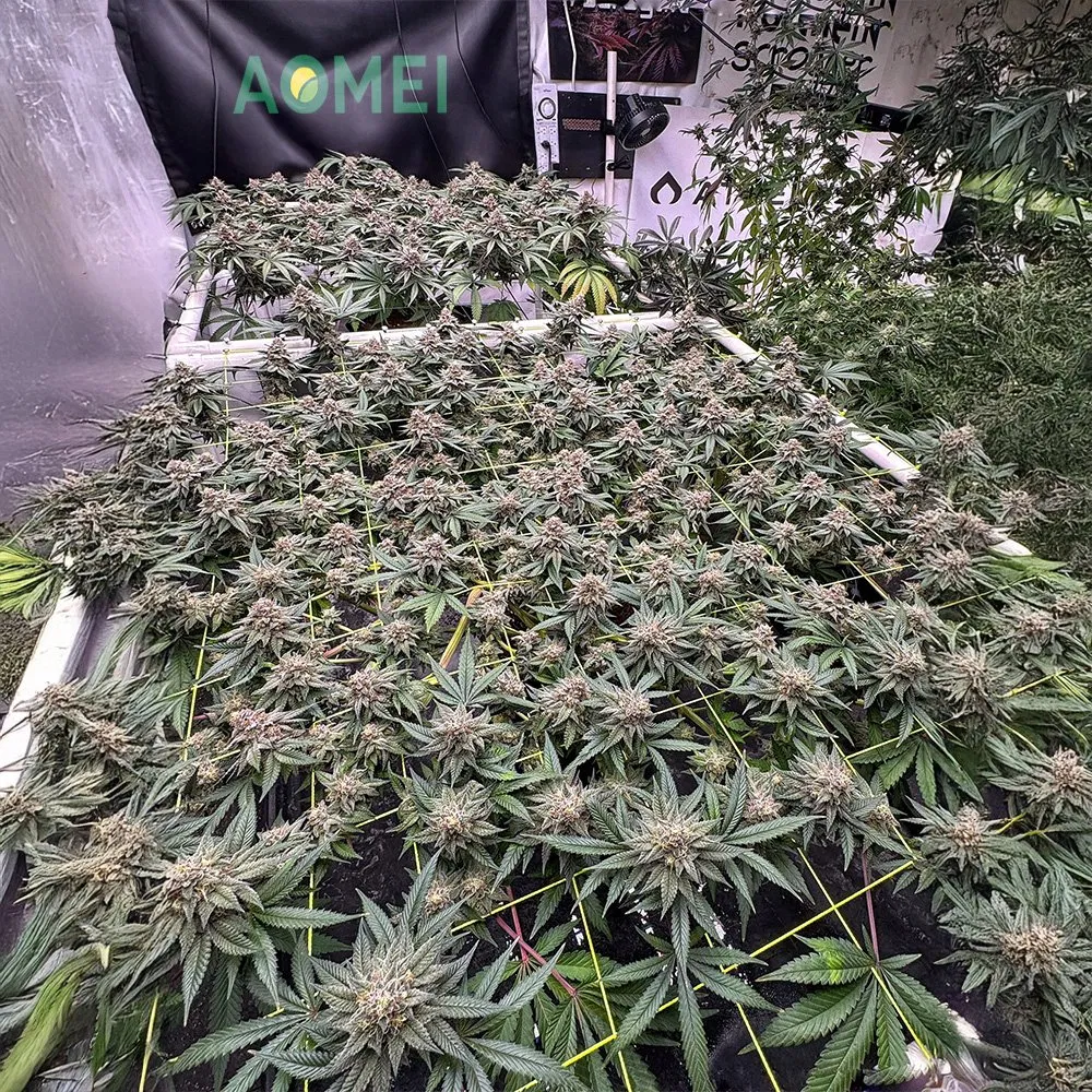 1100W Commercial LED Grow Light with 10 Bars, 0-10V &amp; Rj14 Dimming, Full Spectrum with UV &amp; IR for Greenhouse Cultivation