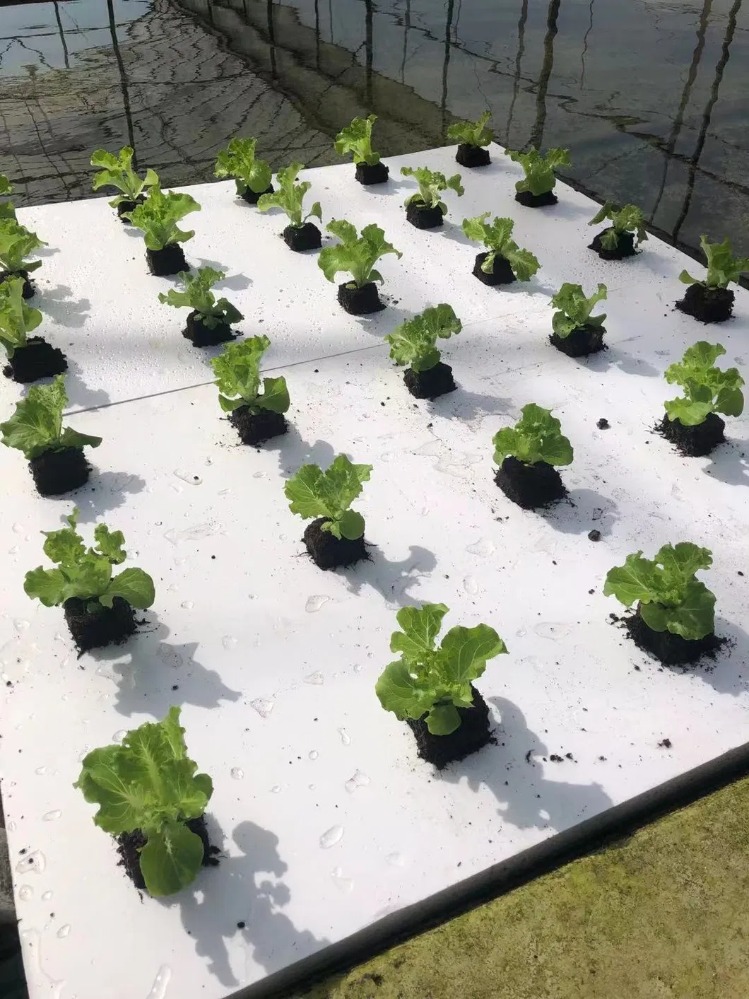 Lettuce Growing