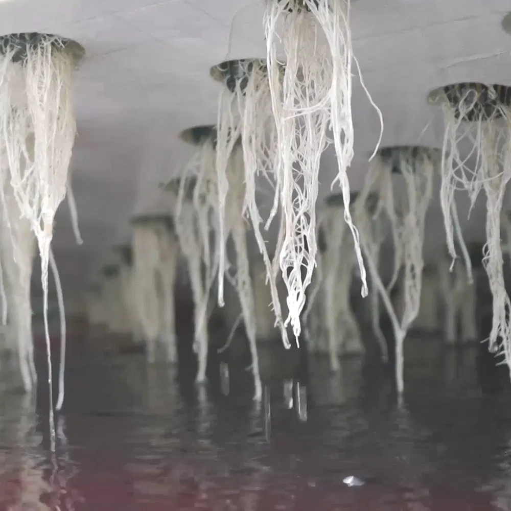 Hydroponic Project 4