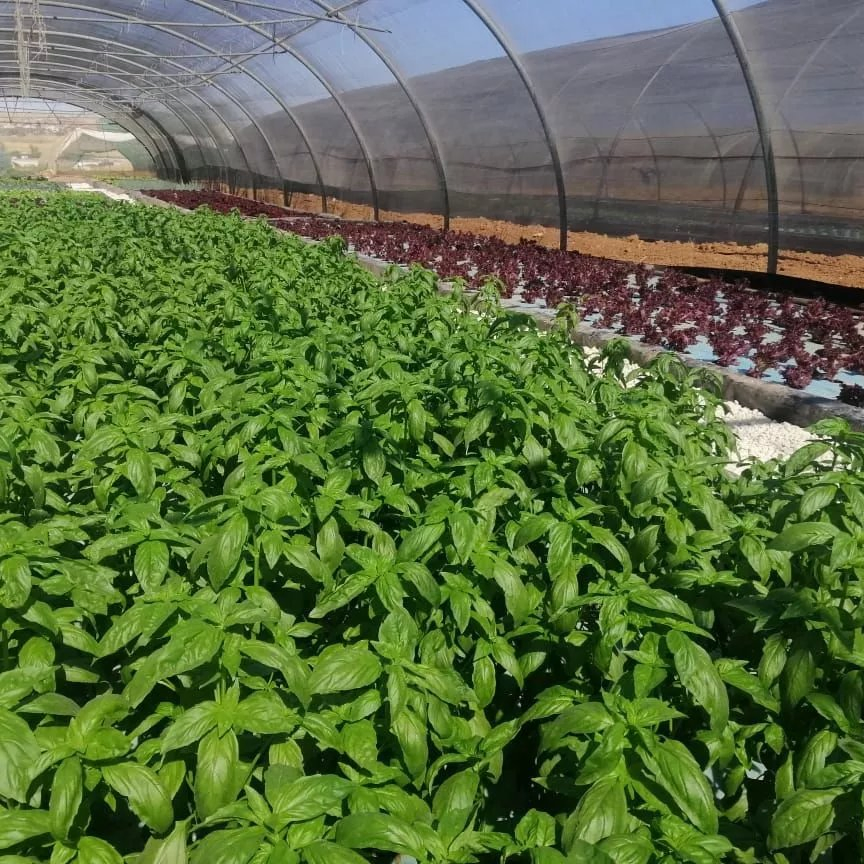 Hydroponic System Dwc Floating Raft Hydropon Grow System Vertical Farming Technology