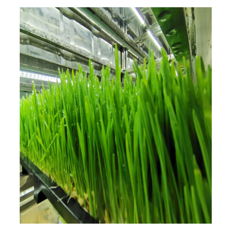 Agg 40 Hq Hydroponic Container Gardening Vertical Hydroponic Container Farm Integrated Cargo Aquaculture System Metal Direct Shipping Integrated Cargo