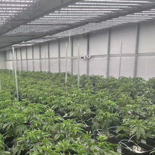 Seedling Plant Growing Seedlings V3 Manufacturer 2X4 Growing Plants Plant Grow LED Grow Light Seed Starter Kit with Energy Efficient with Seoul LEDs (RoHS)