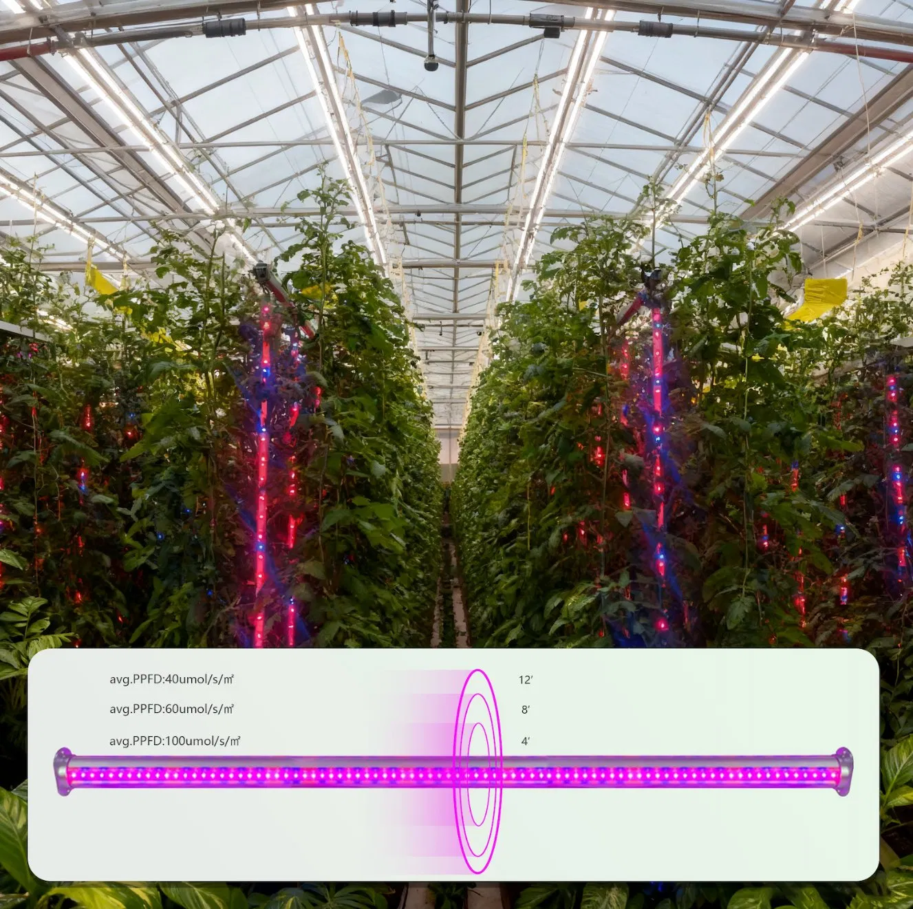 CE ETL 450nm 660nm High Ppfd LED Grow Cultivation Lamp Light for Indoor Planting &amp; Greenhouse Supplemental Lighting