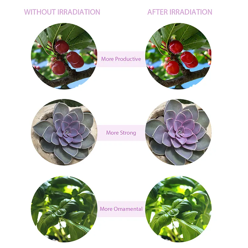Grow Light Application