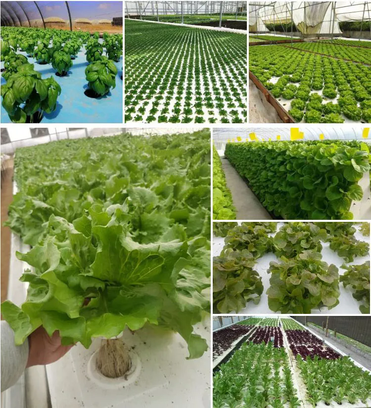 Hydroponic Project 1
