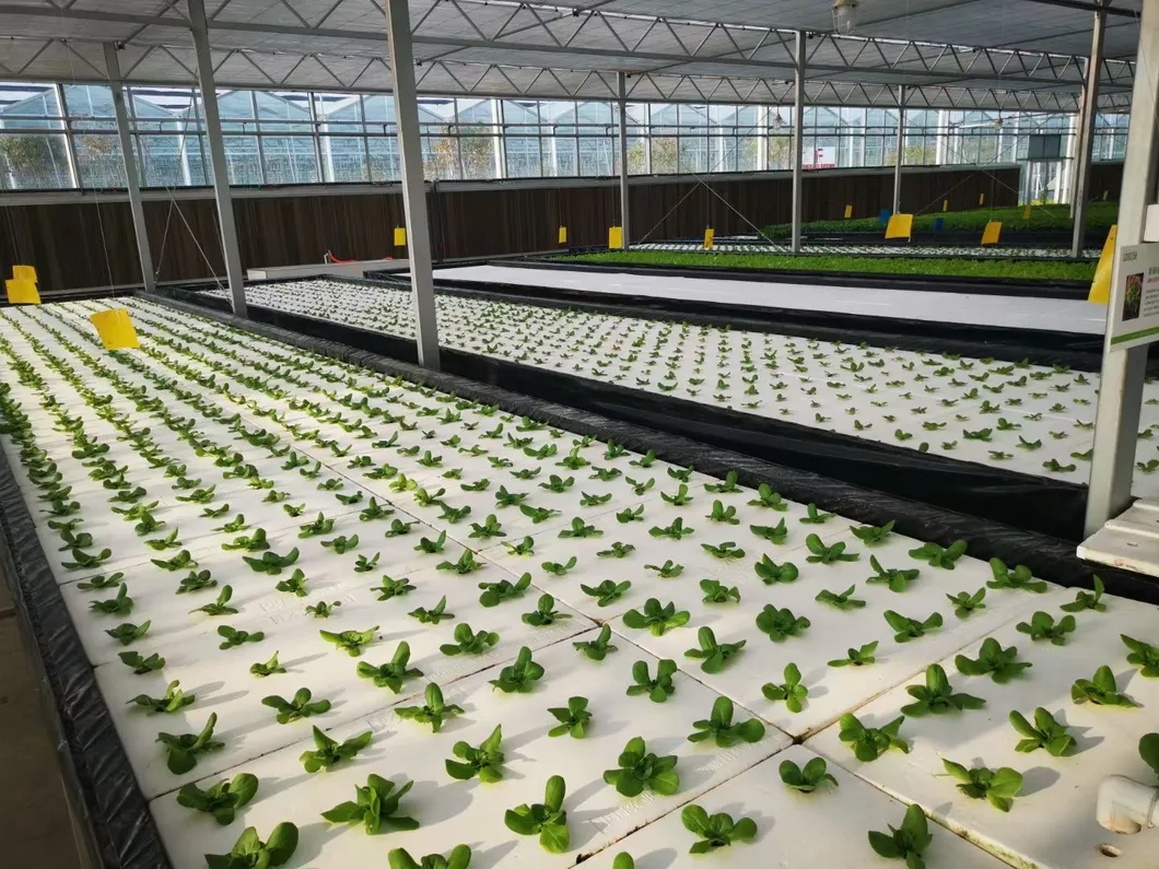 Hydroponic Project 5