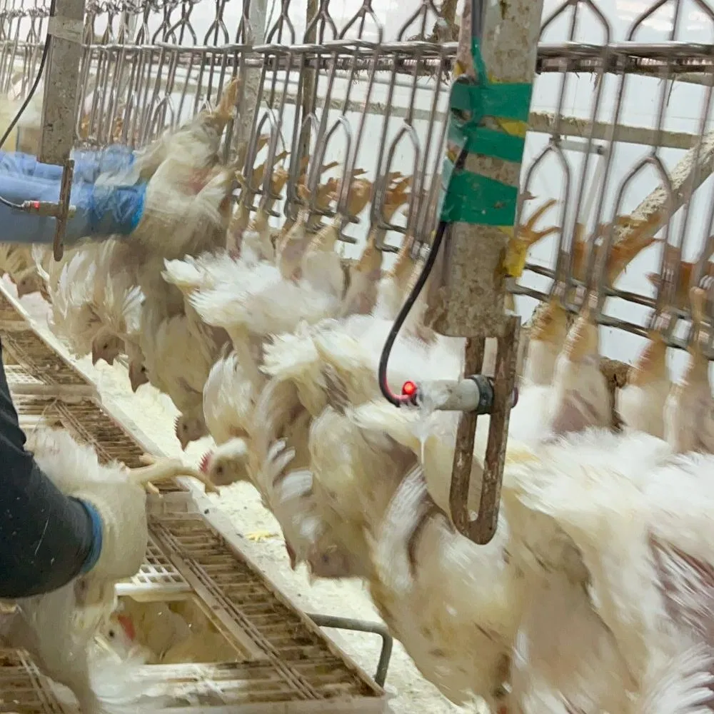 Poultry Slaughtering Equipment for Chicken Duck and Goose Slaughterhouse