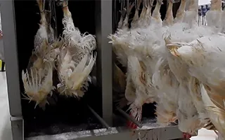 Slaughtering Component 3