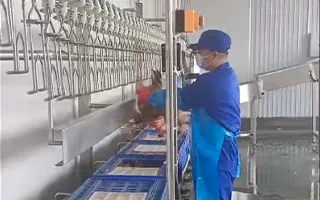 Slaughtering Component 1