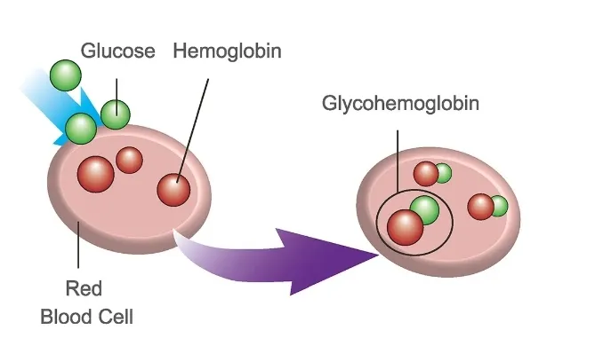 Importancia HbA1c