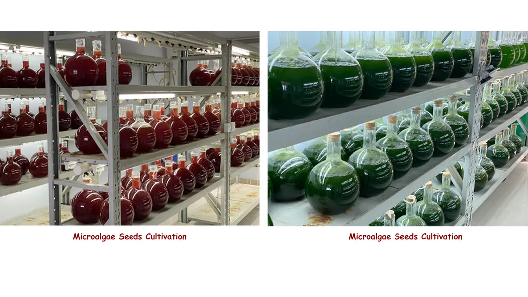 Foods Grade Algae Powder Spirulina Powder High Protein for Nutrition Supplement CAS 724424-92-4