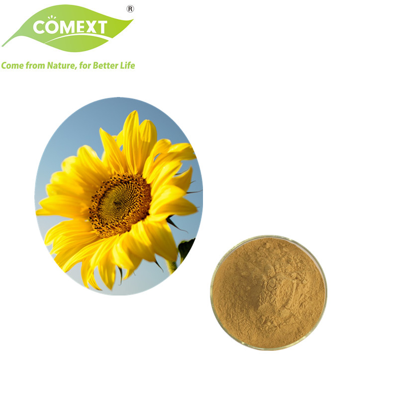 Comext Assimilate Cholesterol Keep Beauty 10%~30% Sunflower Disk Alkaloid 10: 1 Sunflower Disk Extract