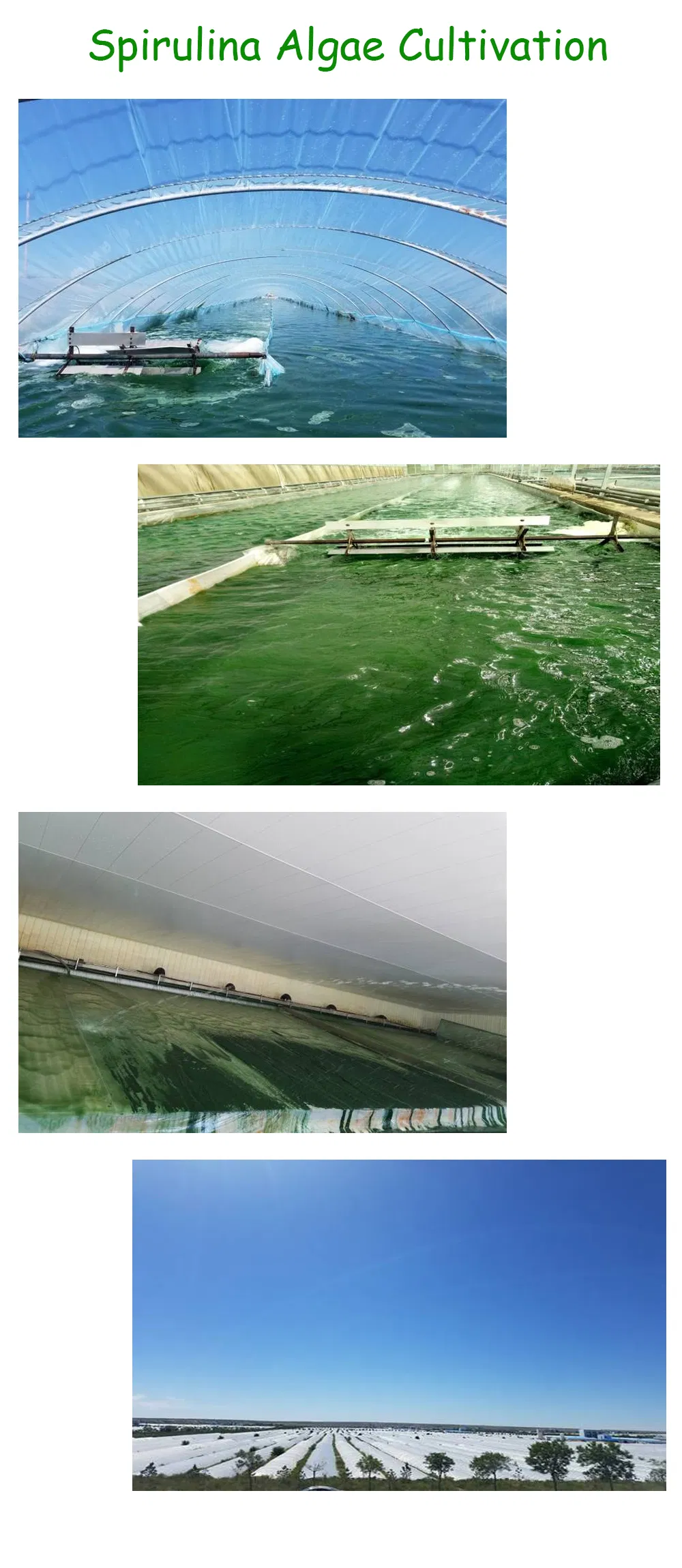 Foods Grade Algae Powder Spirulina Powder High Protein for Nutrition Supplement CAS 724424-92-4