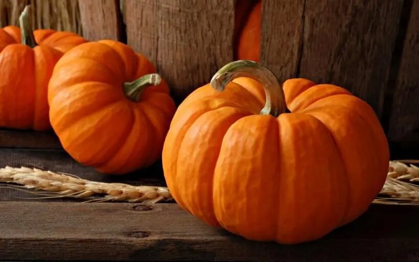 The Best Price High Quality Supplements Pumpkin Seed Extract Powder Seed Protein Pumpkin Powder 50% 60%