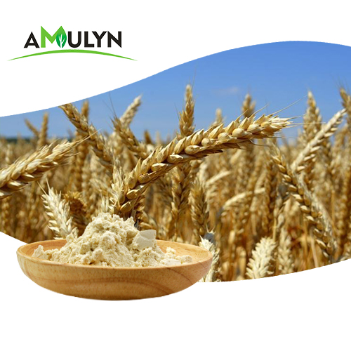 Supply Hydrolyzed Wheat Protein Powder With Best Price