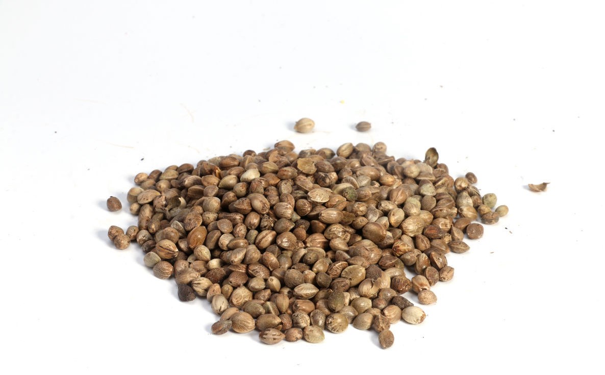 Wholesale Bulk Hemp Seed Extract Food Grade Hemp Protein Powder
