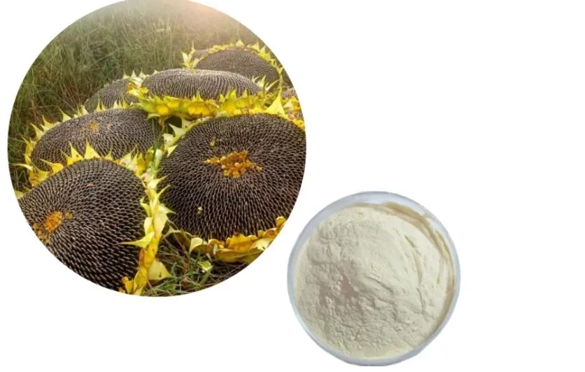 Lowering Cholesterol, Anti-Aging, and Regulating Metabolism Sunflower Oil Powder