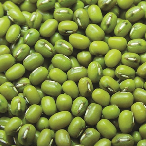 Premium Green Gram Bulk Supply Wholesale Factory Direct Dried Mung Beans Protein Rich