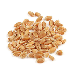 High Protein Premium Grade Soft Milling Whole Wheat Grain for Export