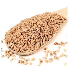 Excellent Quality High Protein 100% Pure Natural Long Shape Wheat Grains Bulk Pack Dried Hard Texture Fast Delivery Reasonable
