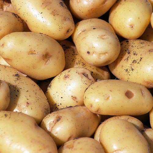 Hot Sale Food Grade Supplement Powder Potato Protein Peptides Powder