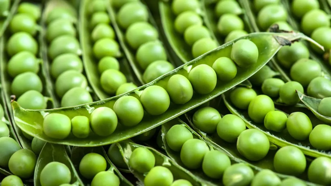 Food Grade Pea Protein Isolate
