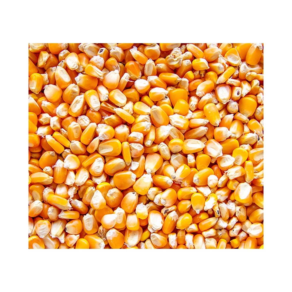 Yellow Corn Loading process