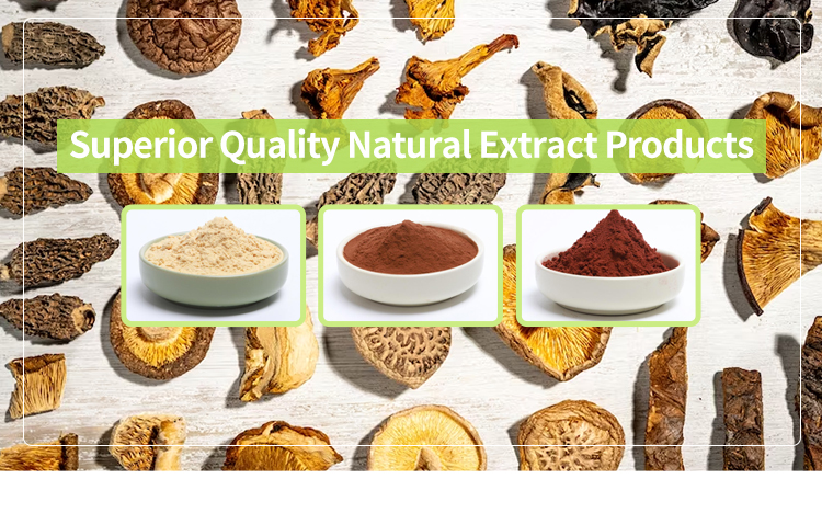 Broad Bean Extract Banner 1